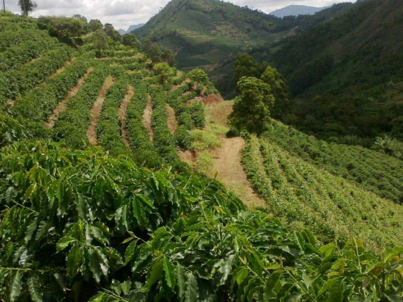 Produtores de Manhumirim recebem apoio indicado por Dr. Mário Heringer