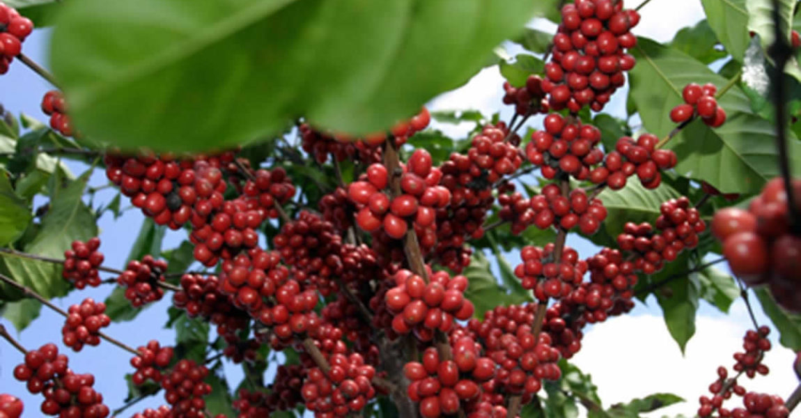 Cafeicultores pedem socorro, alerta Dr. Mário