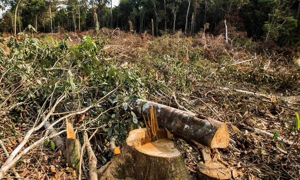 Dr. Mário Heringer fala sobre o desmatamento da Amazônia