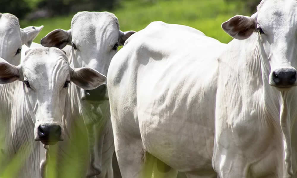 A vaca foi pro brejo