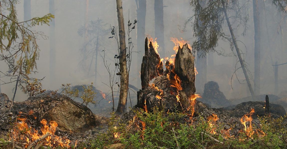 Segue para CCJC projeto do Dr. Mário para combater queimadas e incêndios florestais