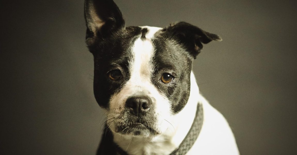 Projeto do líder do PDT endurece penas para maus-tratos a animais divulgados na internet e propõe avaliação psiquiátrica